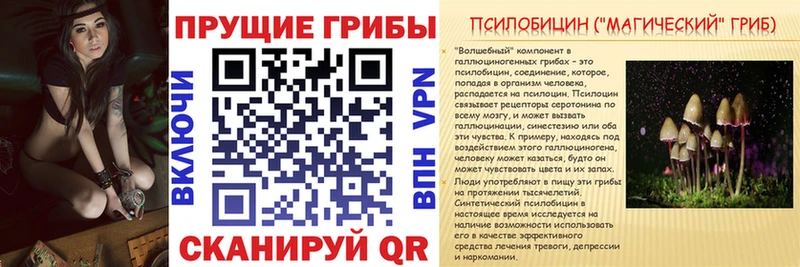 купить   Нестеров  Псилоцибиновые грибы Cubensis 